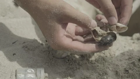 A scientist opens a turtle egg with a dead hatchling Stock Footage 243120715