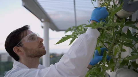 Scientist or food engineer checks tomatoes growing in hydroponic system Stock Footage 112622008