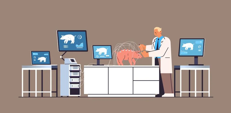 Scientist or veterinary worker doing experiments in lab with experimental pig 스톡 일러스트