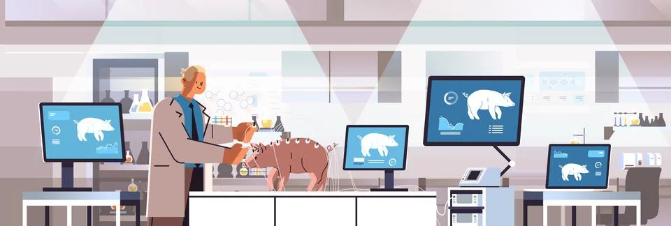 Scientist or veterinary worker doing experiments in lab with experimental pig 스톡 일러스트