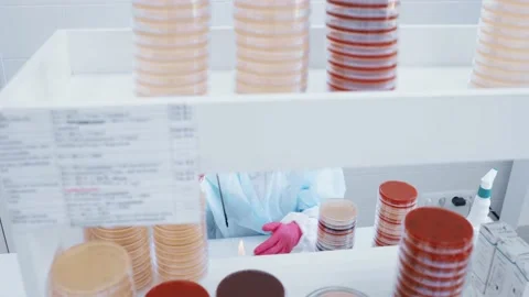 Scientist or worker in a bacteriological laboratory makes tests and analyzes Stock Footage 190064846