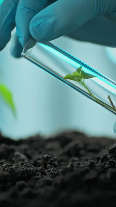 Scientist performing plant growth experiment in laboratory with test tubes a Stock Footage 331726054