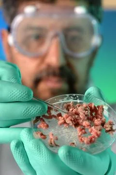 Scientist Performing Test on Meat Stock Photos