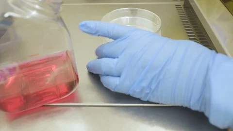 Scientist pipettes red liquid medium in culture plates and dishes Stock Footage 129509104
