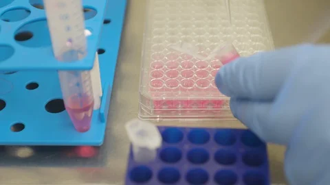 Scientist pipettes small drops from an eppendorf tube to a 96 well plate Stock Footage 129518599