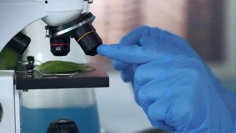 Scientist placing plant leaf on microscope stage in laboratory Stock Footage 340985152