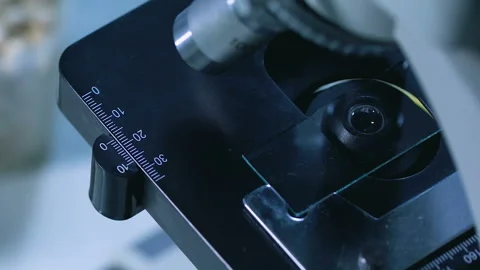 Scientist pointing microscope lens to grain studying genetic structure selection Stock Footage 88528842