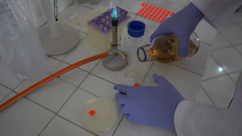 Scientist Pouring Liquid Medium into Petri Dish Near Bunsen Burner in Laboratory Vídeos de archivo 334940890