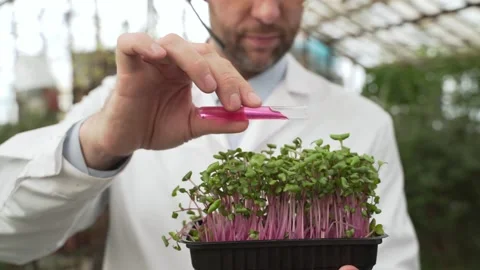 Scientist pours the liquid from the test tube into the greenery, seedlings Stock Footage 186917849