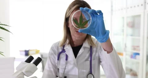 Scientist prepares marijuana leaf for detailed examination Stock Footage 279944602