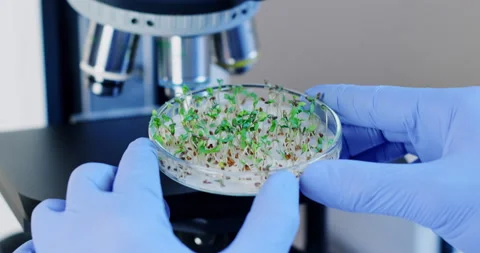 Scientist puts Petri dish with sprouted plants to microscope Stockbeeldmateriaal 154076154