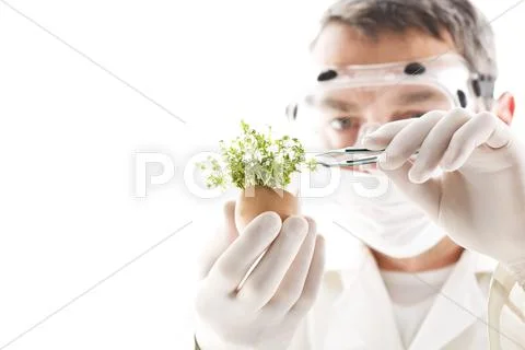 Scientist removing cress with tweezers from egg shell, close up Stock Photos