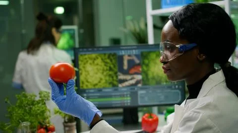 Scientist researcher woman checking tomato injected with pesticides Stock Photos