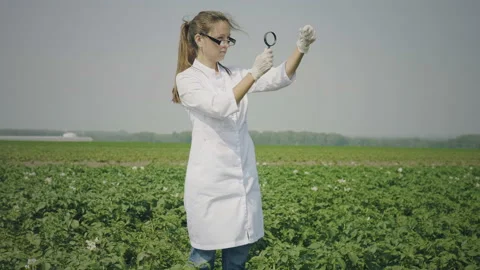 Scientist researching pests Stock Footage 135821284
