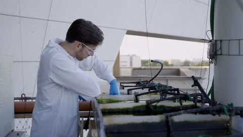 Scientist reviewing lab-grown algae for research in biotech and agronomy Stock Footage 112664465