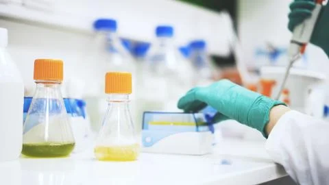 A scientist s hands taking some yellow liquid to examine under a microscope. Stock Photos