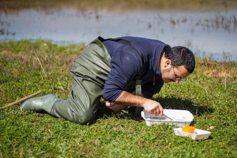 Scientist sorting biological net samples at a wetland Stock Photos