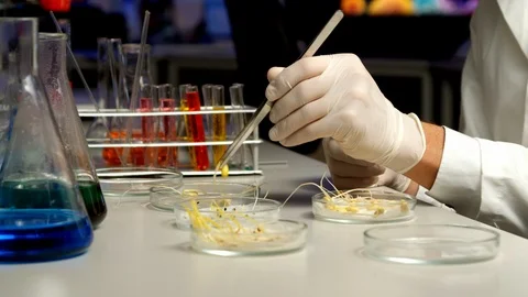 Scientist sorting sprouts in Petri dish Stock Footage 127560935