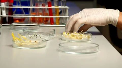 Scientist sorting sprouts in Petri dish Stock Footage 127565021