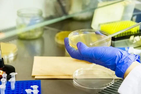 Scientist spreading bacteria liquid medium on agar plate under the laminar fl Stock Photos