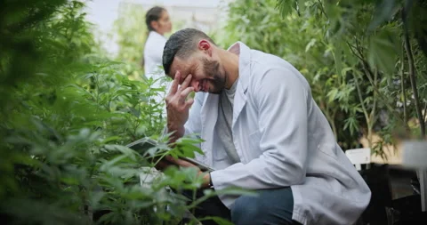 Scientist, stress and man with tablet for plants, crop failure and frustrated by Stock Footage 336302952