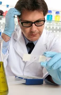 Scientist studies microscope slide Stock Photos