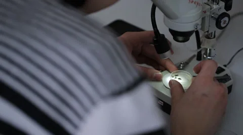 Scientist studies remains of dead insects under microscope Stock Footage 65008556