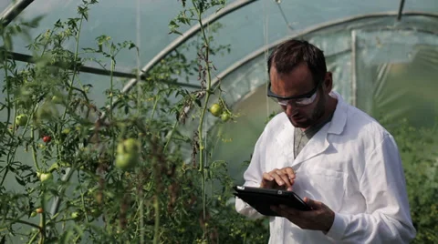 Scientist with tablet checking the tomato in the greenhouse Video stock 33911040