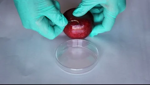 Scientist takes a microbiological sample apple test e coli microbe infection Видео 5700931
