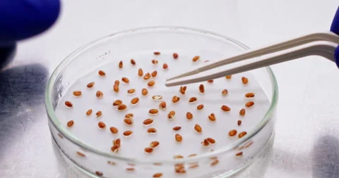 Scientist takes small seeds Stock Footage 289655360