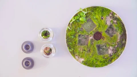 The scientist taking out samples from petri dish. Video stock 88620981