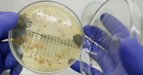 Scientist taking a petri dish Stock Footage 317435037