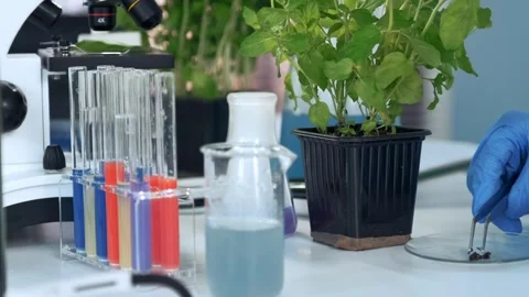 Scientist taking soil sample with pincers in laboratory research setting Stock Footage 340985418
