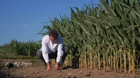 Scientist Taking Soil Sample in a Test Tube In an Agricultural Field With Cor Stock Footage 93039261