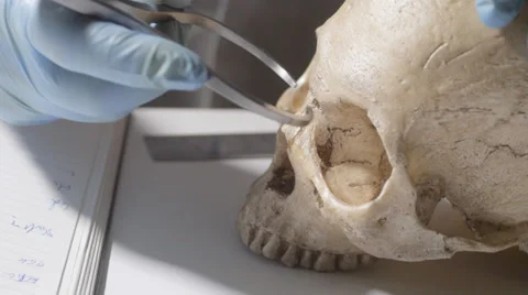 Scientist, technician, measuring human skull Stock Footage 34503281