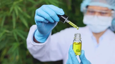 Scientist test CBD hemp oil product in curative indoor hemp farm. cannabis .. Stock Footage 336934989