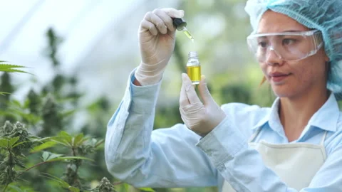 Scientist testing cannabis oil samples in a greenhouse farm, using a droppe.. Stock Footage 336905268
