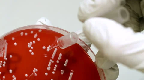 Scientist testing cells in a petri dish Vídeos de archivo 25280951
