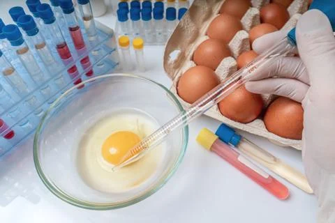 Scientist is testing eggs for germs. Food quality control. Stock Photos