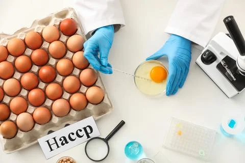 Scientist testing eggs in laboratory. HACCP concept Stock Photos