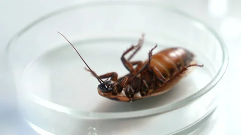 A scientist is testing a new insecticide on a cockroach Stock Footage 101386041
