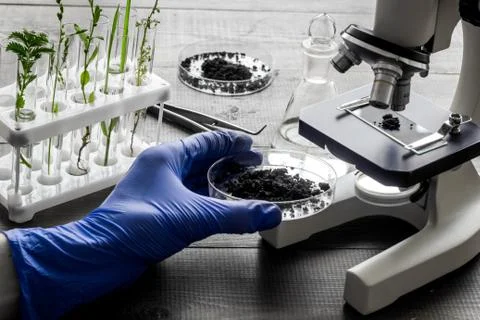 Scientist tests plants with microscope in laboratory. Close up Stock Photos