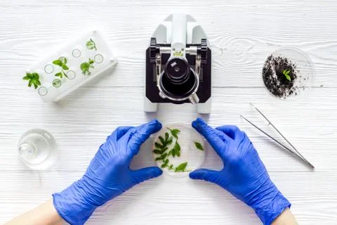 Scientist tests plants with microscope in laboratory. Overhead view Stock Photos