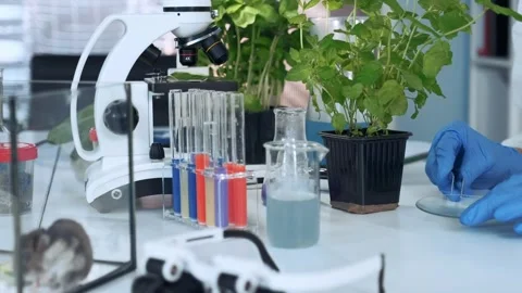 Scientist transferring leaf fragment onto petri dish in laboratory Stock Footage 340984753