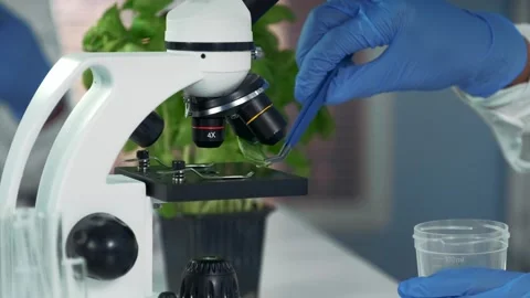 Scientist transferring plant leaf from microscope stage to plastic beaker Stock Footage 340986492
