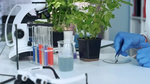 Scientist transferring soil sample onto petri dish in laboratory Stock Footage 340984441