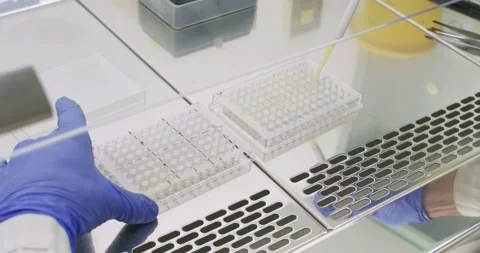 Scientist transfers samples between wells of immunoassay plates Stock Footage 339321698