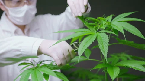 Scientist is trimming or cutting top of cannabis to planning , alternative me 動画素材 158522273