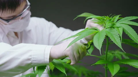Scientist is trimming or cutting top of cannabis to planning , alternative me Vídeo Stock 158522452