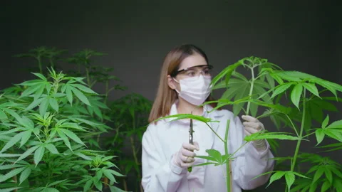 Scientist is trimming or cutting top of cannabis to planning , alternative me Stock-Footage 158522577